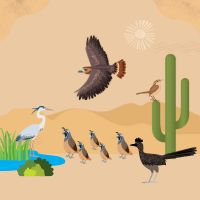 Blue heron on a small pond, flying hawk, quail family, cactus wren on a cactus and road runner, in a desert background.