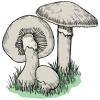 3 drawn mushrooms